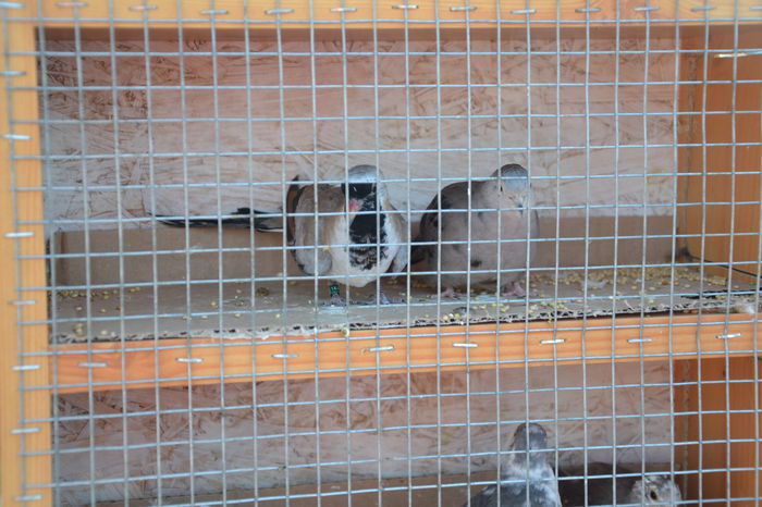 DSC_0148 - TARG MONOR AUGUST 2014