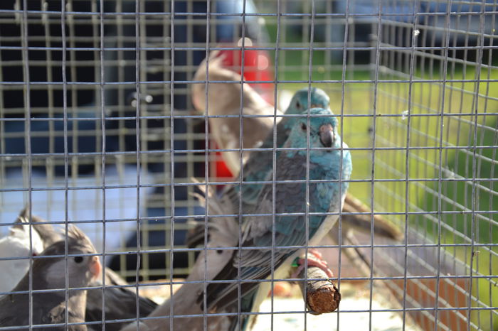 DSC_0150 - TARG MONOR AUGUST 2014