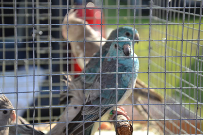 DSC_0151 - TARG MONOR AUGUST 2014