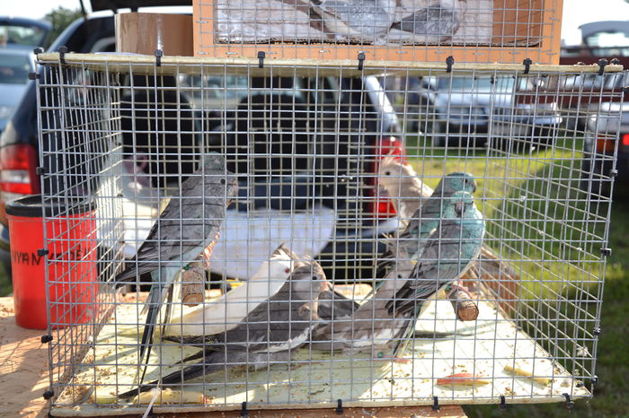 DSC_0152 - TARG MONOR AUGUST 2014