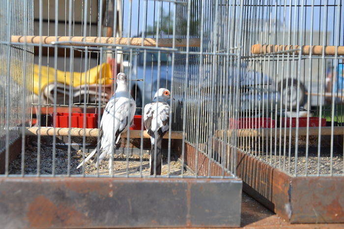 DSC_0153 - TARG MONOR AUGUST 2014