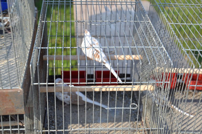 DSC_0154 - TARG MONOR AUGUST 2014