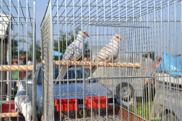 DSC_0155 - TARG MONOR AUGUST 2014