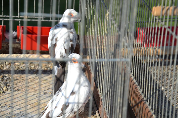 DSC_0157 - TARG MONOR AUGUST 2014