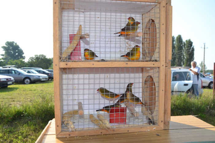 DSC_0161 - TARG MONOR AUGUST 2014