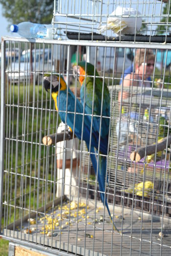 DSC_0163 - TARG MONOR AUGUST 2014