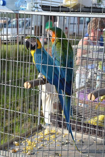 DSC_0164 - TARG MONOR AUGUST 2014