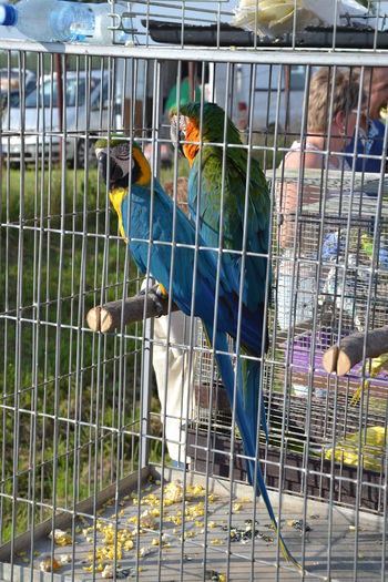 DSC_0165 - TARG MONOR AUGUST 2014