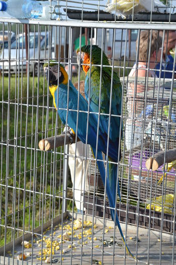 DSC_0166 - TARG MONOR AUGUST 2014