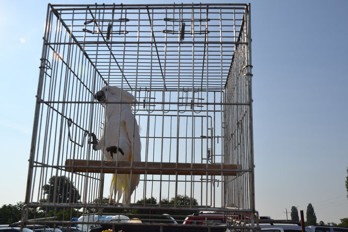 DSC_0167 - TARG MONOR AUGUST 2014