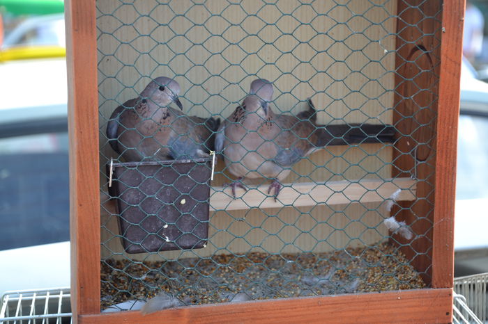 DSC_0187 - TARG MONOR AUGUST 2014