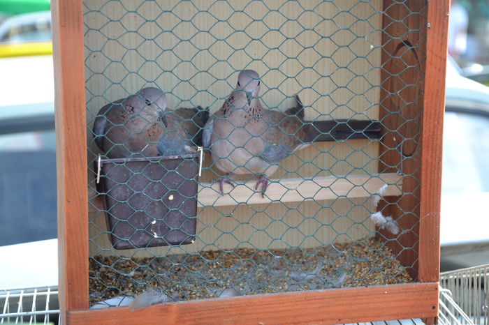 DSC_0188 - TARG MONOR AUGUST 2014