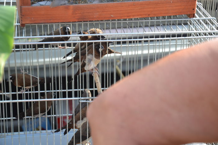 DSC_0191 - TARG MONOR AUGUST 2014