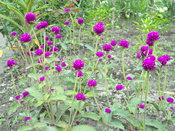 GOMPHRENA