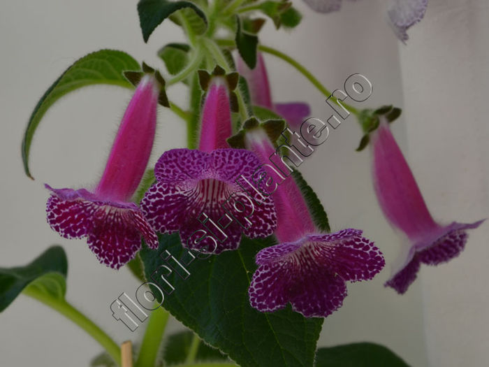 Kohleria Isabell (ni) - KOHLERIA II 2