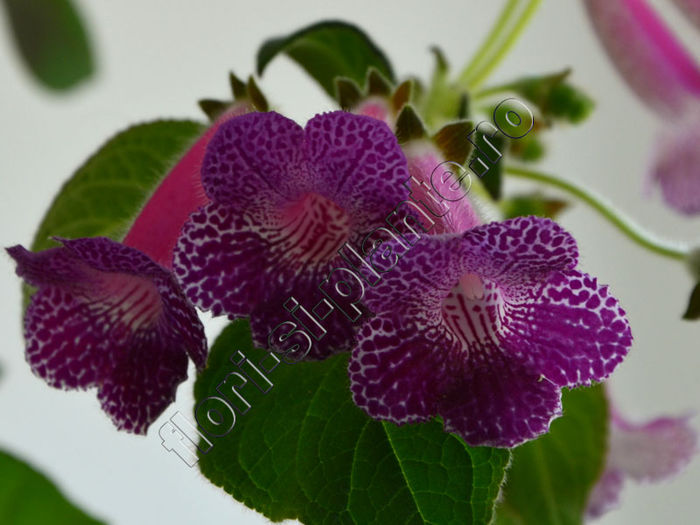 Kohleria Isabell (ni) - KOHLERIA II 2