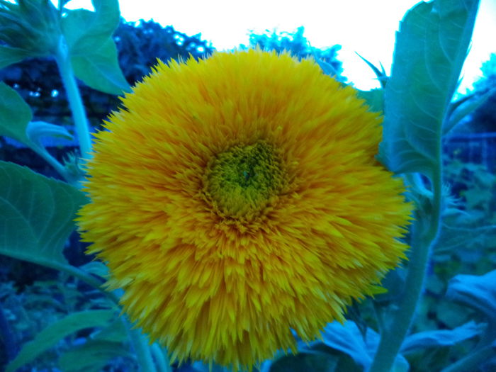 DSC00960