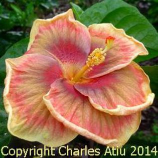 gmma-pres-de-toi - Seminte HIBISCUS TROPICAL  DE MOOREA  AUGUST  2014