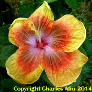 imma-escape-king - Seminte HIBISCUS TROPICAL  DE MOOREA  AUGUST  2014