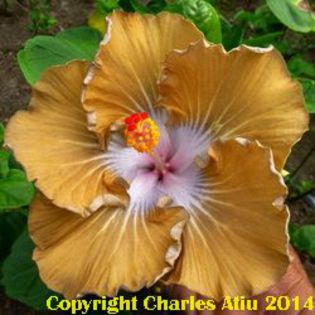 jmma-ferenc-jozsef - Seminte HIBISCUS TROPICAL  DE MOOREA  AUGUST  2014