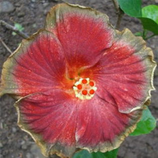 Moorea Grace Two - Seminte HIBISCUS TROPICAL  DE MOOREA  AUGUST  2014