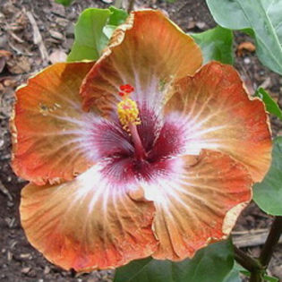 Moorea Meteorite Impact - Seminte HIBISCUS TROPICAL  DE MOOREA  AUGUST  2014