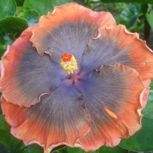 Moorea Shadow Shadow [Not Registered] - Seminte HIBISCUS TROPICAL  DE MOOREA  AUGUST  2014