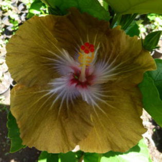 Moorea Solo Con Te - Seminte HIBISCUS TROPICAL  DE MOOREA  AUGUST  2014