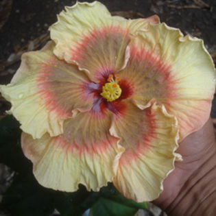 Moorea Spring Sun - Seminte HIBISCUS TROPICAL  DE MOOREA  AUGUST  2014