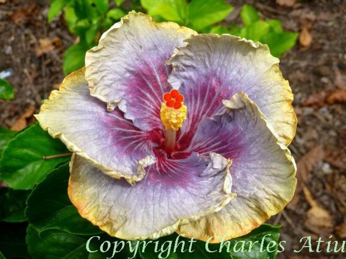 moorea-enana-rainbow - Seminte HIBISCUS TROPICAL  DE MOOREA  AUGUST  2014