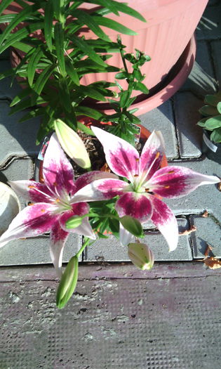 TangoStrawberry - crini de gradina