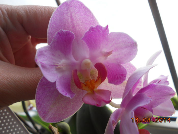 DSCN6064 - Orhidee 2011-2012-2013-2014-2015-2016
