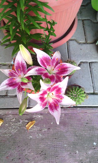 Tango Strawberry - crini de gradina
