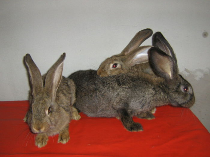 2FEMELE UG GRI SI 1 FEMELA UG GRI FIER