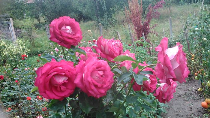 DSC_0051 - Trandafiri  2014 III