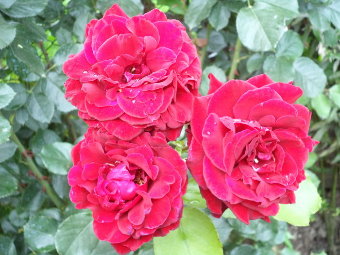 DSC00682 - Trandafiri 2014