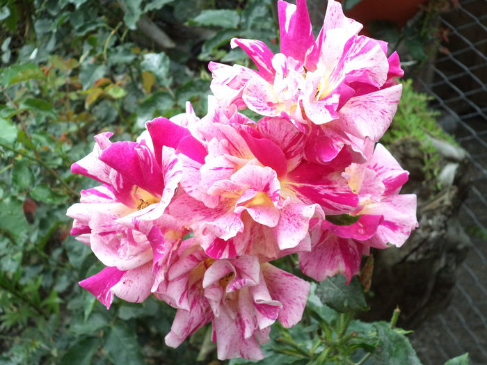 EDGAR DEGAS - Trandafiri 2014