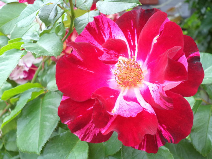 FOURTH OF JULY - Trandafiri 2014