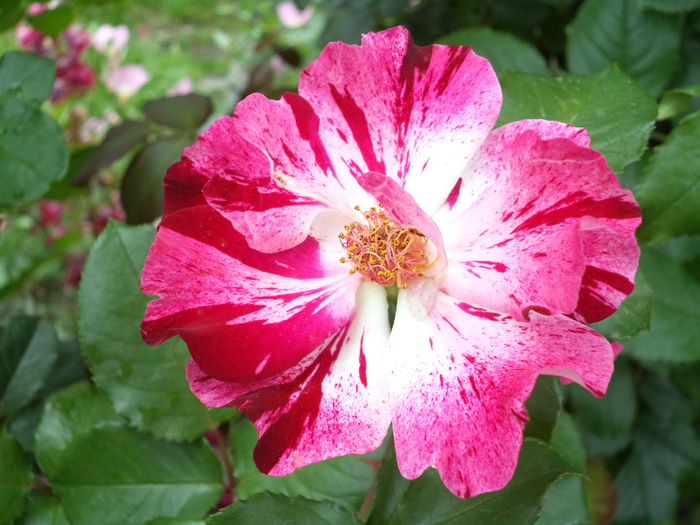 FOURTH OF JULY - Trandafiri 2014