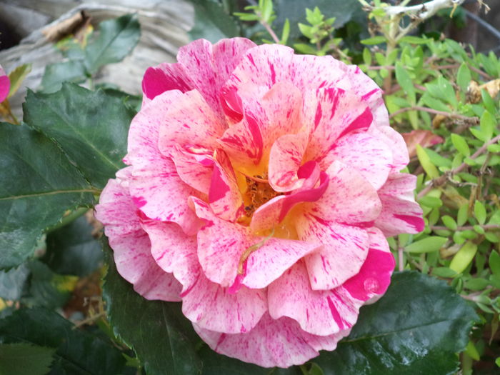 EDGAR DEGAS - Trandafiri 2014