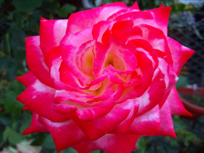 IMPERATRICE FARAH - Trandafiri 2014