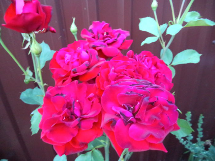 DSC00958 - Trandafiri 2014