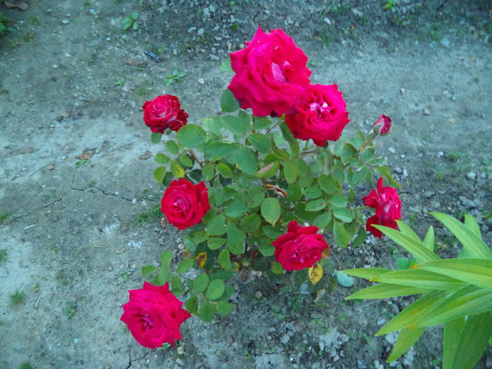 OSSIRIA - Trandafiri 2014