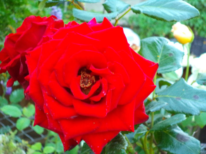 DSC00992 - Trandafiri 2014