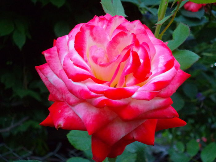 IMPERATRICE FARAH - Trandafiri 2014