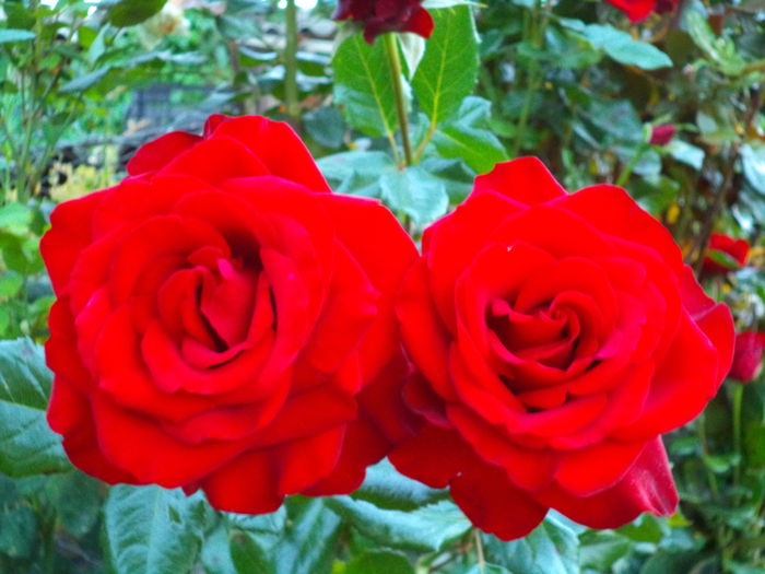 DSC00997 - Trandafiri 2014