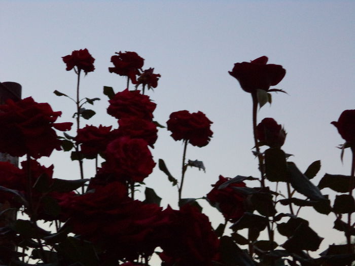 DSC01011 - Trandafiri 2014