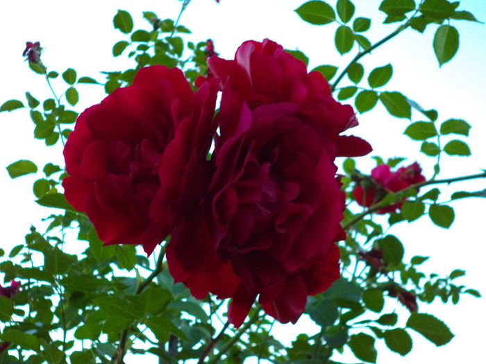 DSC01020 - Trandafiri 2014