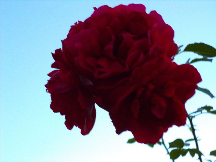 DSC01023 - Trandafiri 2014