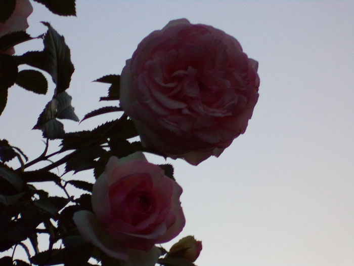 EDEN ROSE - Trandafiri 2014